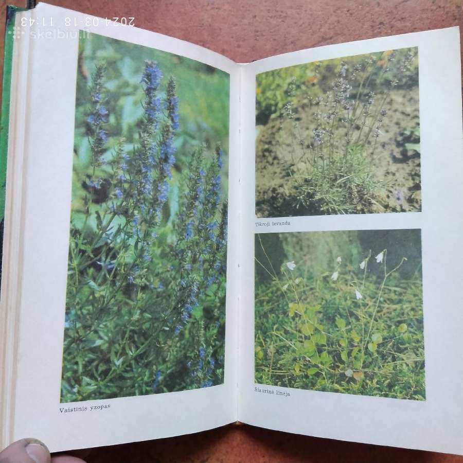 J. Jaskonis "Aromatiniai augalai" 1989 metai - nuotraukos Nr. 5