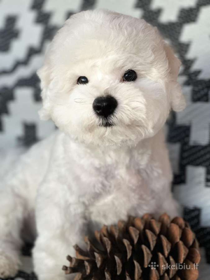 Kilmingi garbanotieji bišonai/ bichon frise - nuotraukos Nr. 16
