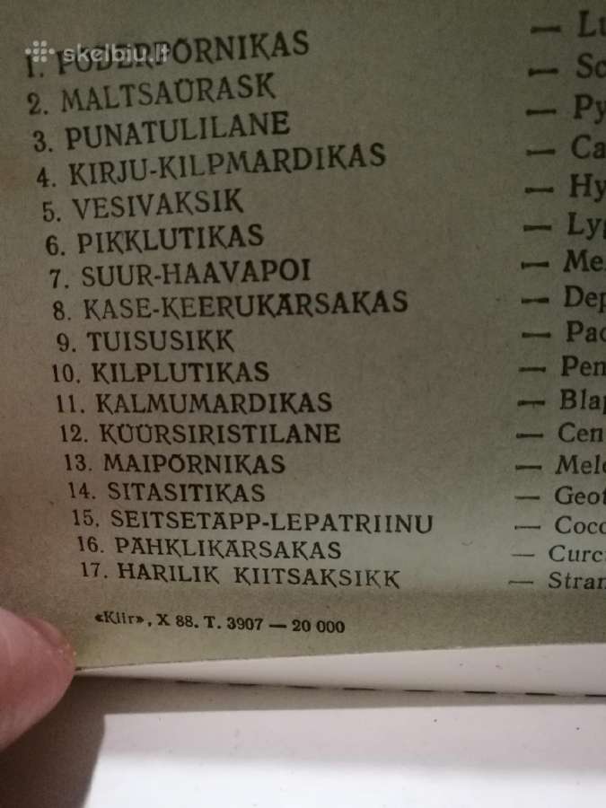 Siuvenyriniai degtukai vabalai. - nuotraukos Nr. 3