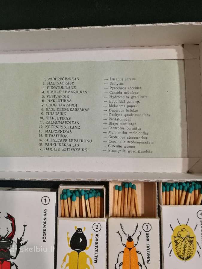 Siuvenyriniai degtukai vabalai. - nuotraukos Nr. 2