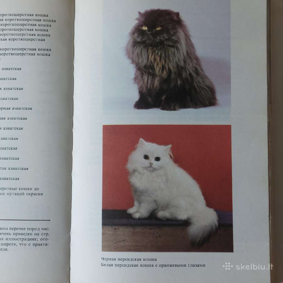 Žinynas apie katės / The Guide to cats - nuotraukos Nr. 4