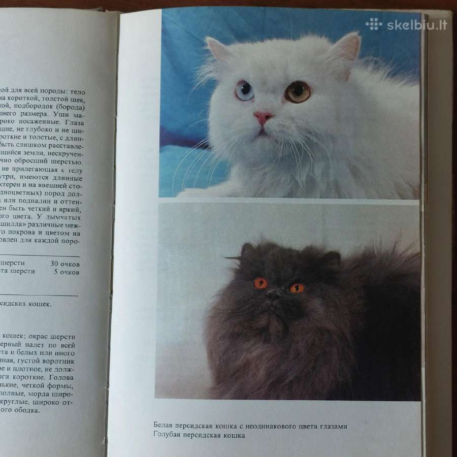 Žinynas apie katės / The Guide to cats - nuotraukos Nr. 5
