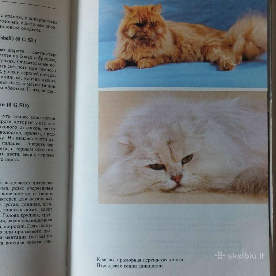 Žinynas apie katės / The Guide to cats - nuotraukos Nr. 6