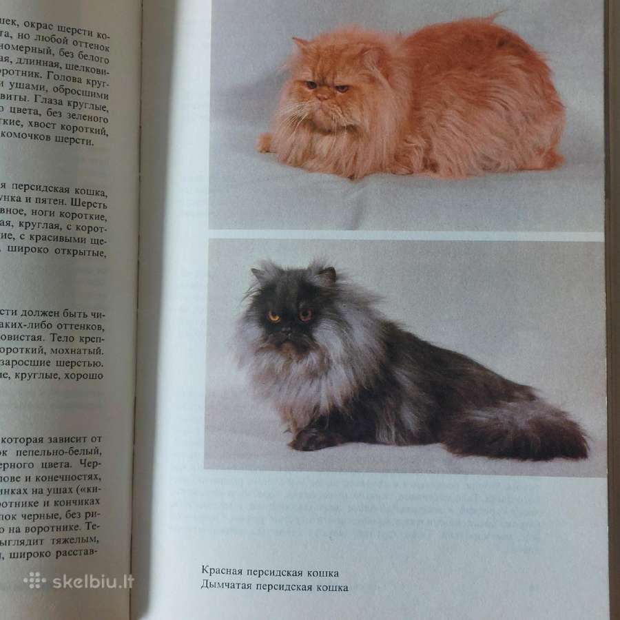 Žinynas apie katės / The Guide to cats - nuotraukos Nr. 7