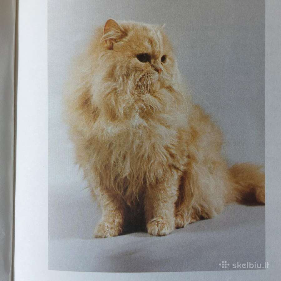 Žinynas apie katės / The Guide to cats - nuotraukos Nr. 9
