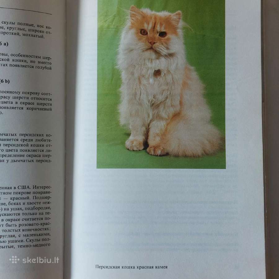Žinynas apie katės / The Guide to cats - nuotraukos Nr. 10