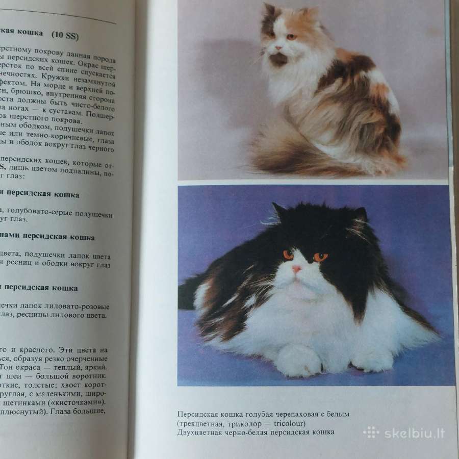 Žinynas apie katės / The Guide to cats - nuotraukos Nr. 11