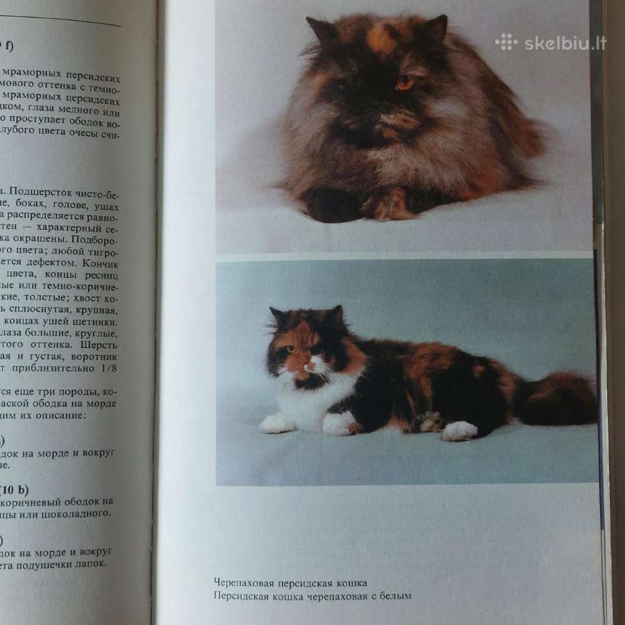 Žinynas apie katės / The Guide to cats - nuotraukos Nr. 12