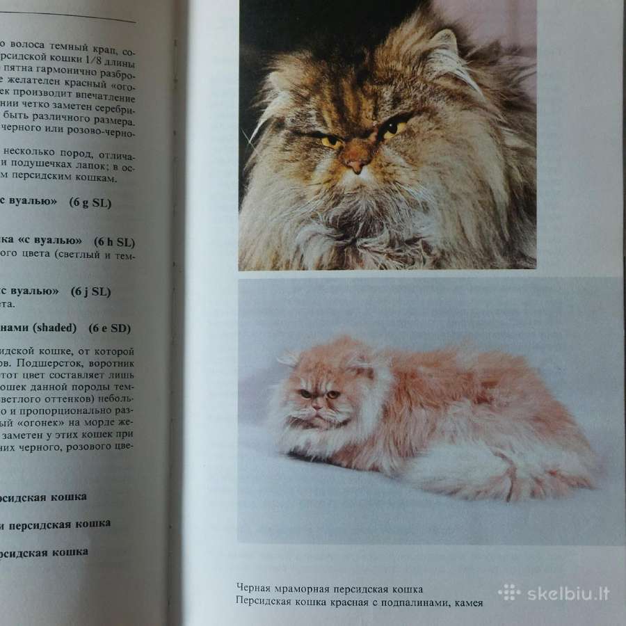 Žinynas apie katės / The Guide to cats - nuotraukos Nr. 14