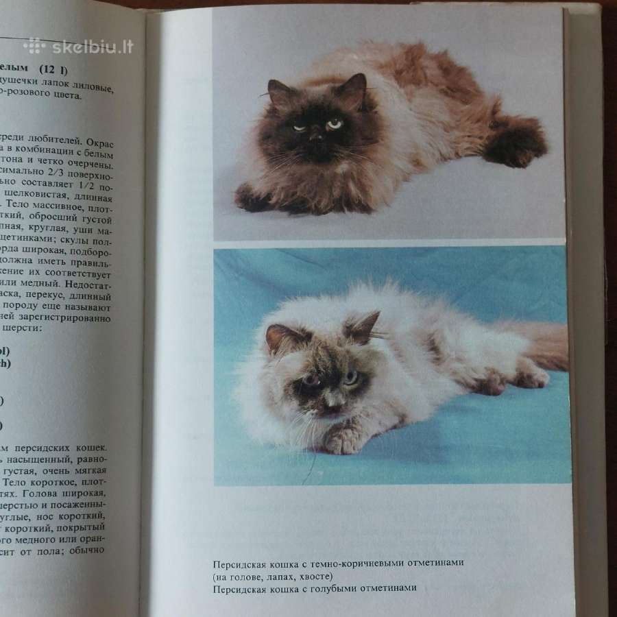 Žinynas apie katės / The Guide to cats - nuotraukos Nr. 15