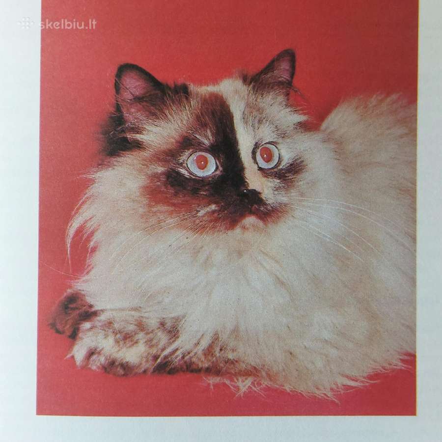 Žinynas apie katės / The Guide to cats - nuotraukos Nr. 16
