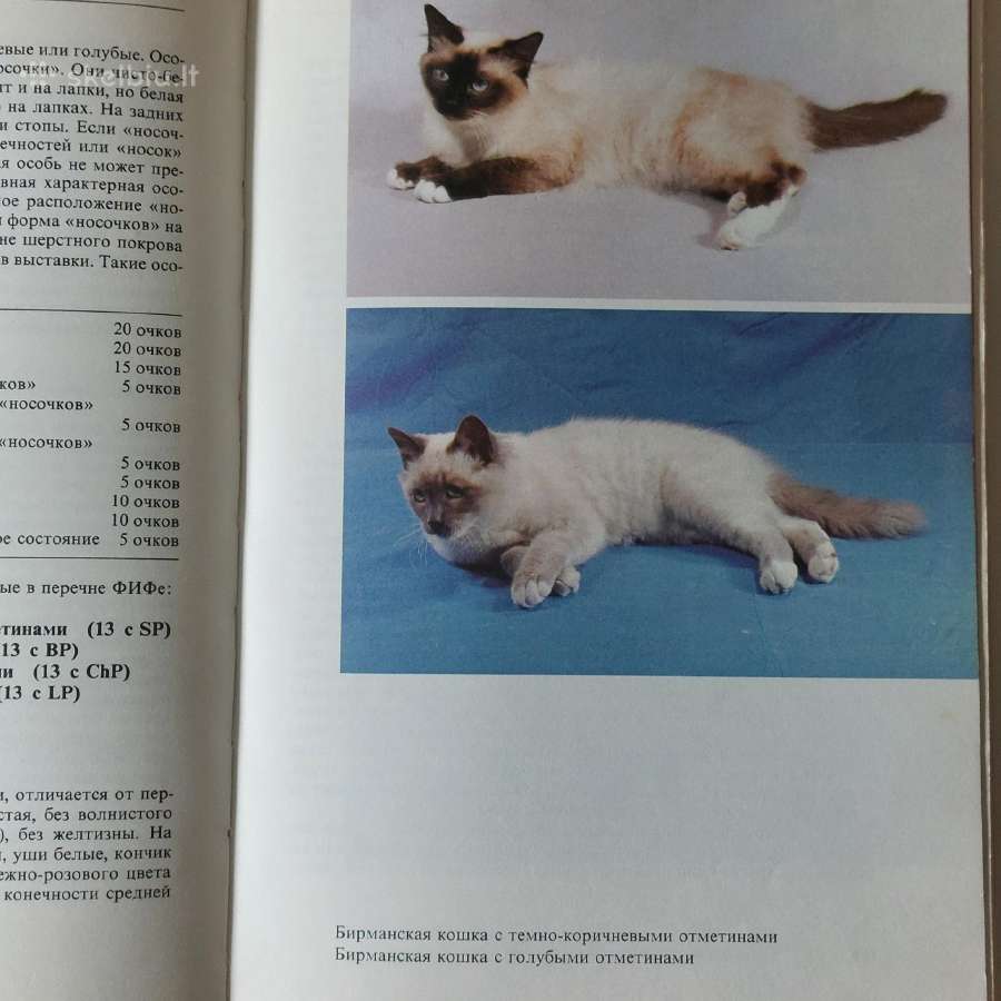 Žinynas apie katės / The Guide to cats - nuotraukos Nr. 17