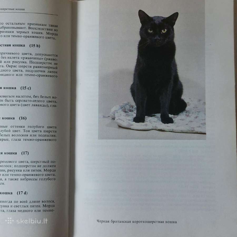 Žinynas apie katės / The Guide to cats - nuotraukos Nr. 18