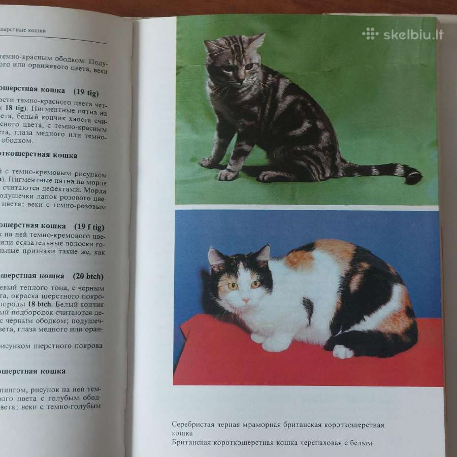Žinynas apie katės / The Guide to cats - nuotraukos Nr. 19