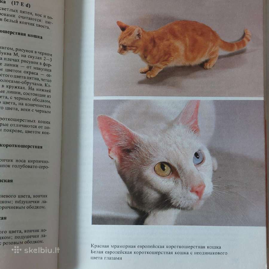 Žinynas apie katės / The Guide to cats - nuotraukos Nr. 20