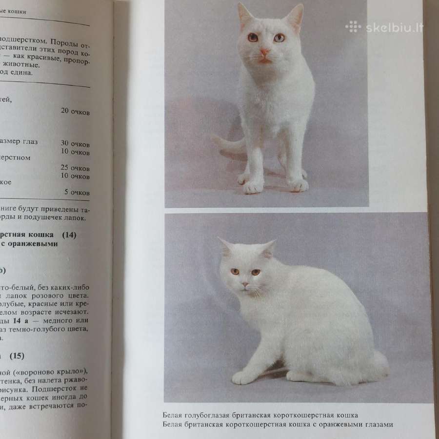 Žinynas apie katės / The Guide to cats - nuotraukos Nr. 21