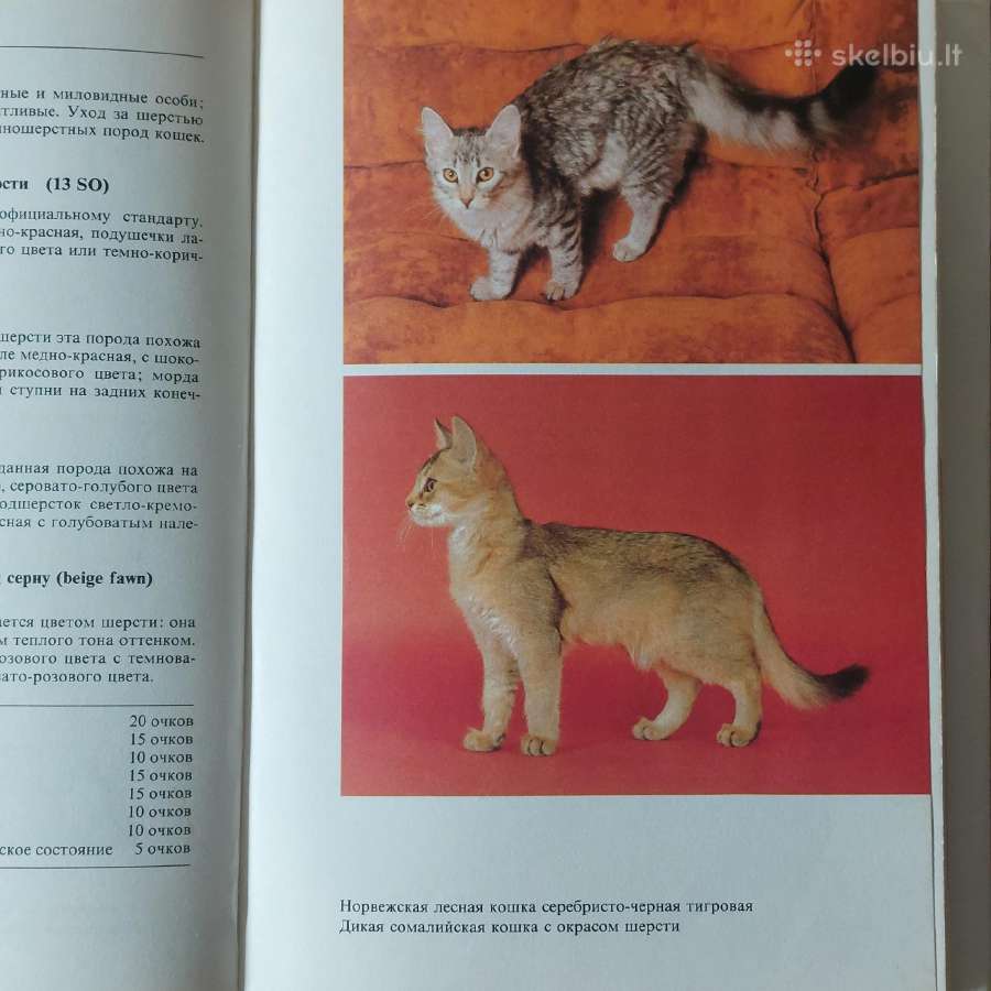 Žinynas apie katės / The Guide to cats - nuotraukos Nr. 22