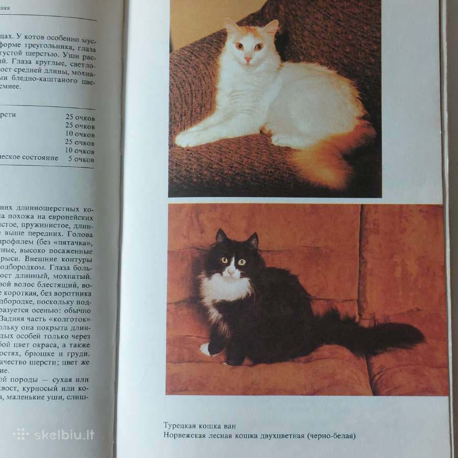 Žinynas apie katės / The Guide to cats - nuotraukos Nr. 23
