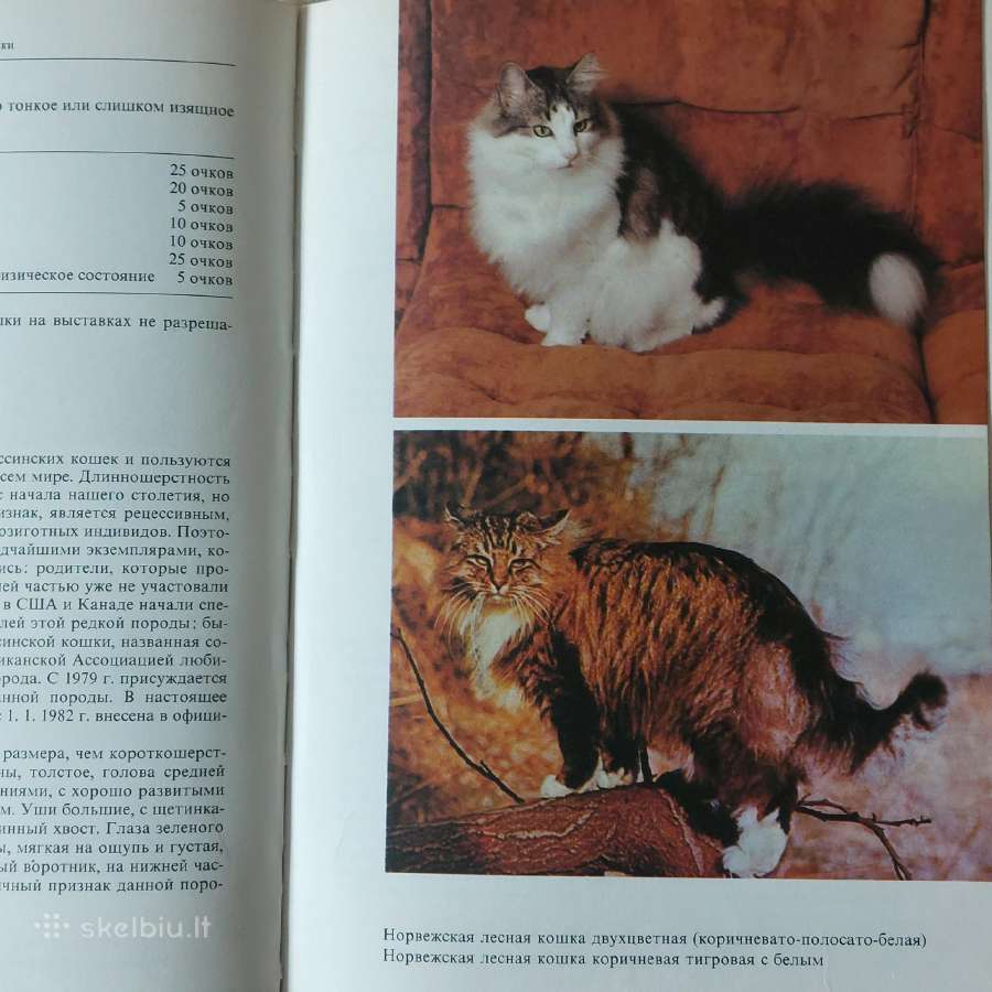 Žinynas apie katės / The Guide to cats - nuotraukos Nr. 24