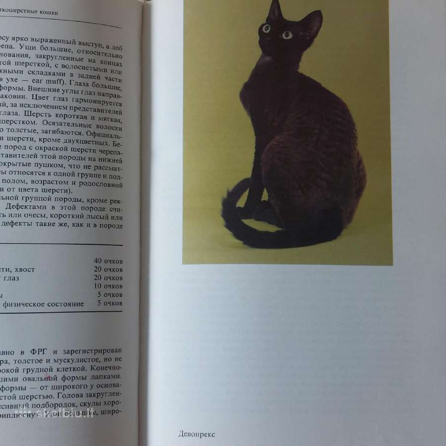 Žinynas apie katės / The Guide to cats - nuotraukos Nr. 25