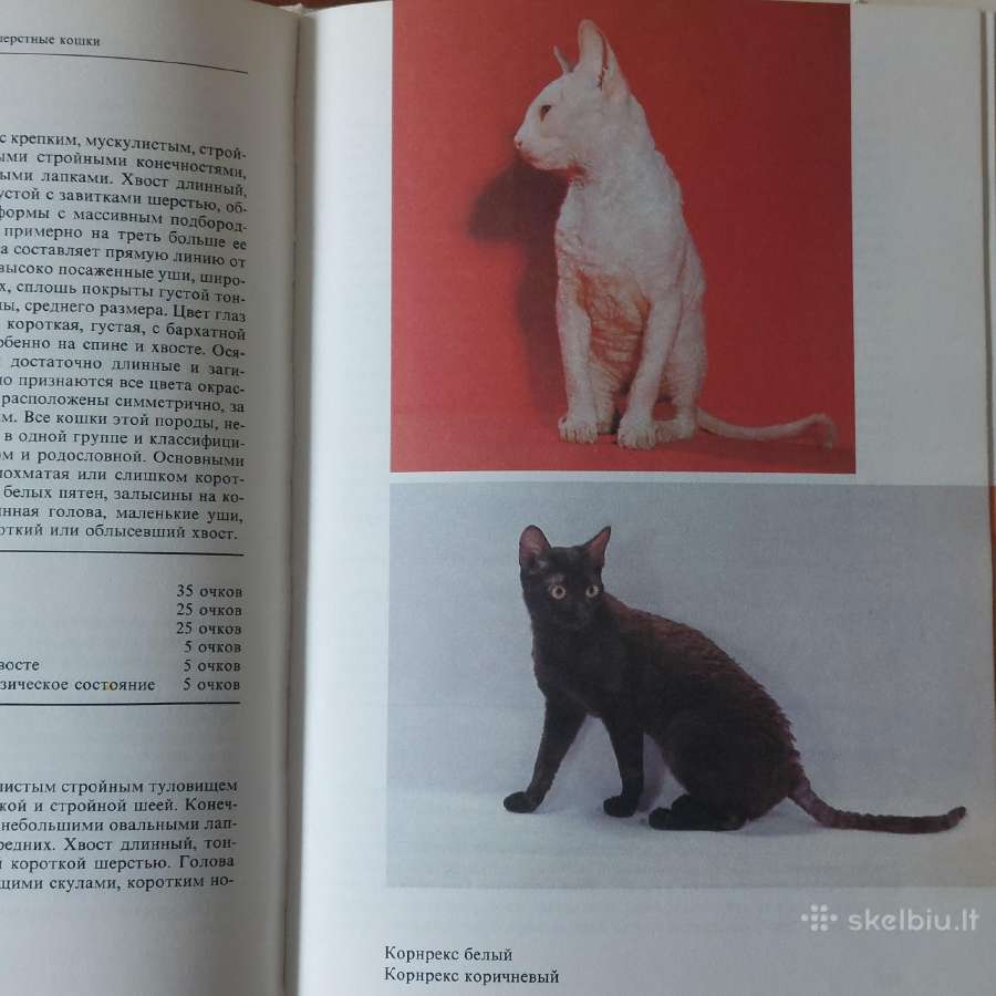 Žinynas apie katės / The Guide to cats - nuotraukos Nr. 26