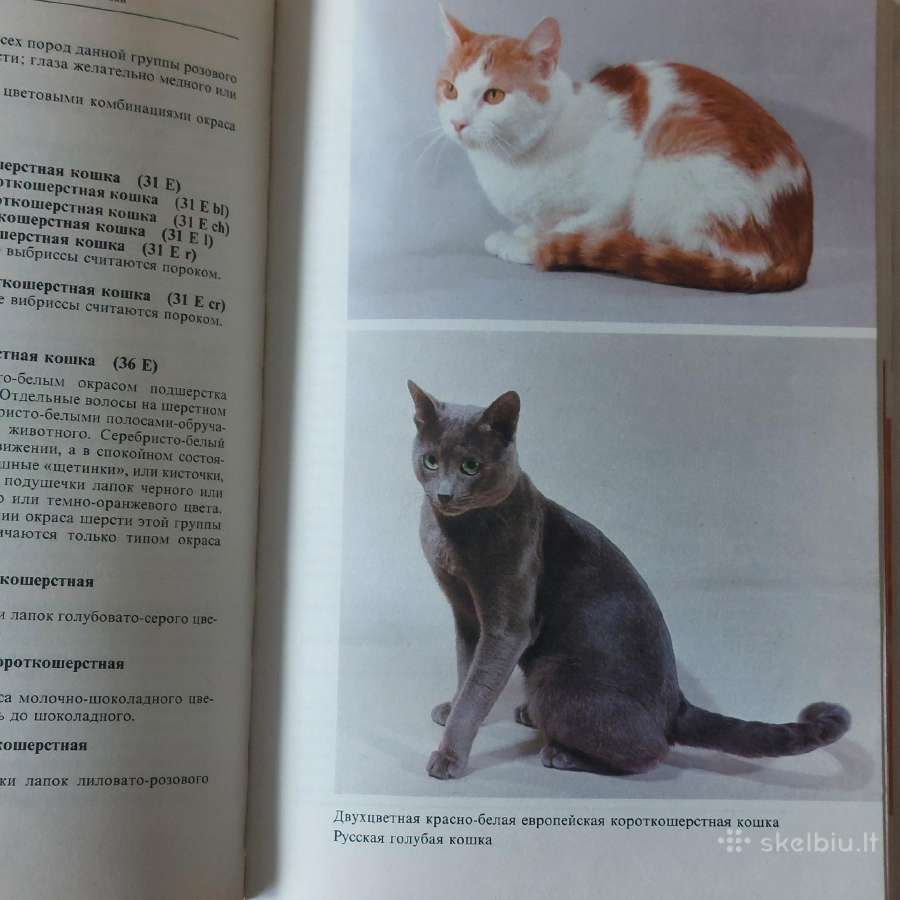 Žinynas apie katės / The Guide to cats - nuotraukos Nr. 27