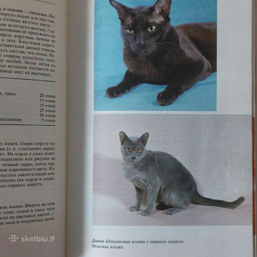 Žinynas apie katės / The Guide to cats - nuotraukos Nr. 28