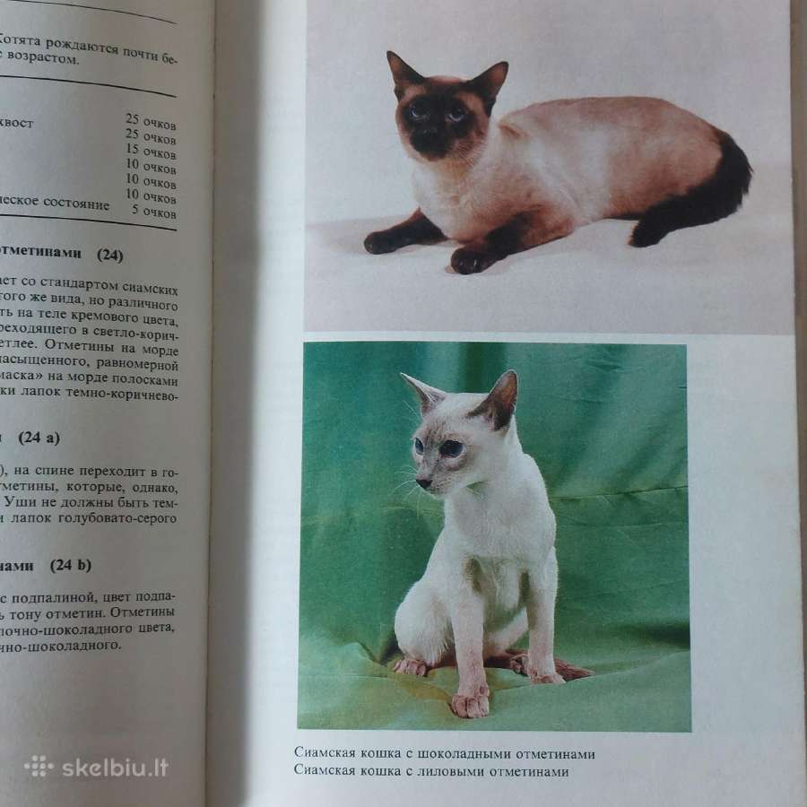 Žinynas apie katės / The Guide to cats - nuotraukos Nr. 29