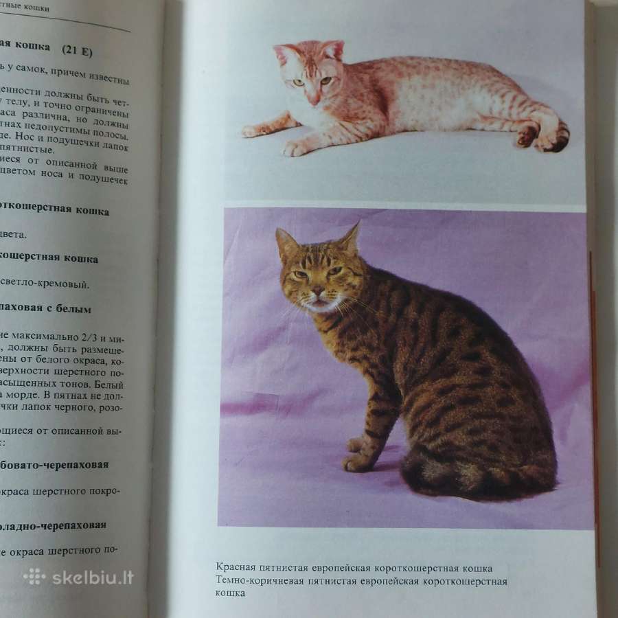 Žinynas apie katės / The Guide to cats - nuotraukos Nr. 30