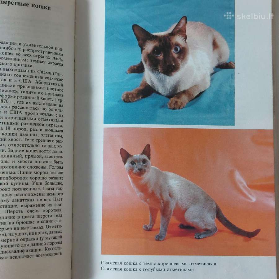 Žinynas apie katės / The Guide to cats - nuotraukos Nr. 31