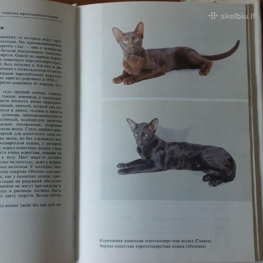 Žinynas apie katės / The Guide to cats - nuotraukos Nr. 32