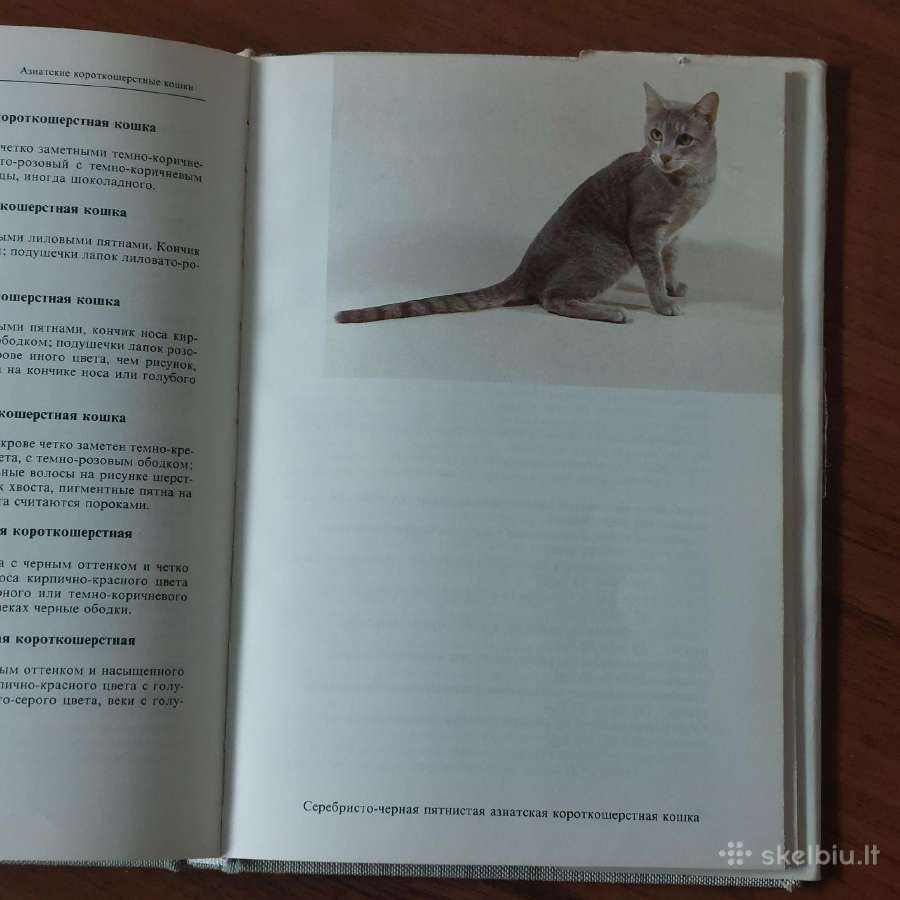 Žinynas apie katės / The Guide to cats - nuotraukos Nr. 33