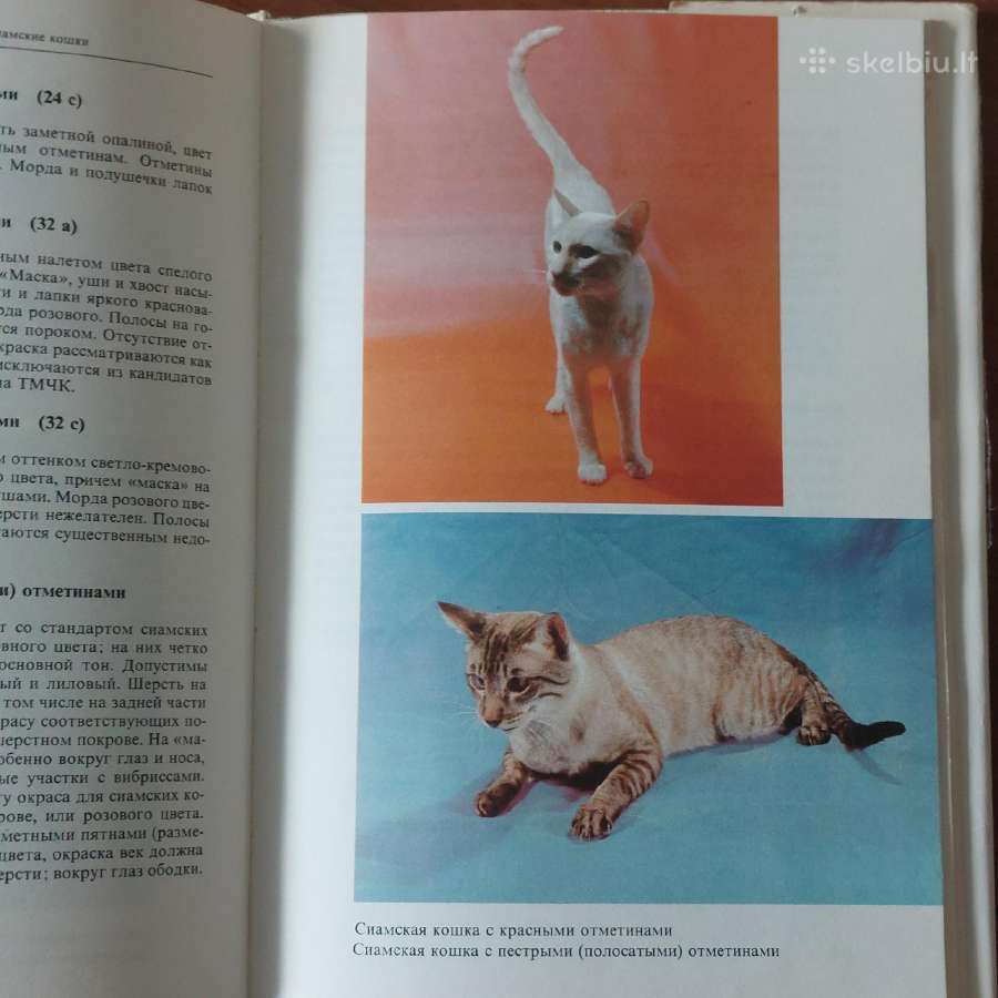 Žinynas apie katės / The Guide to cats - nuotraukos Nr. 34