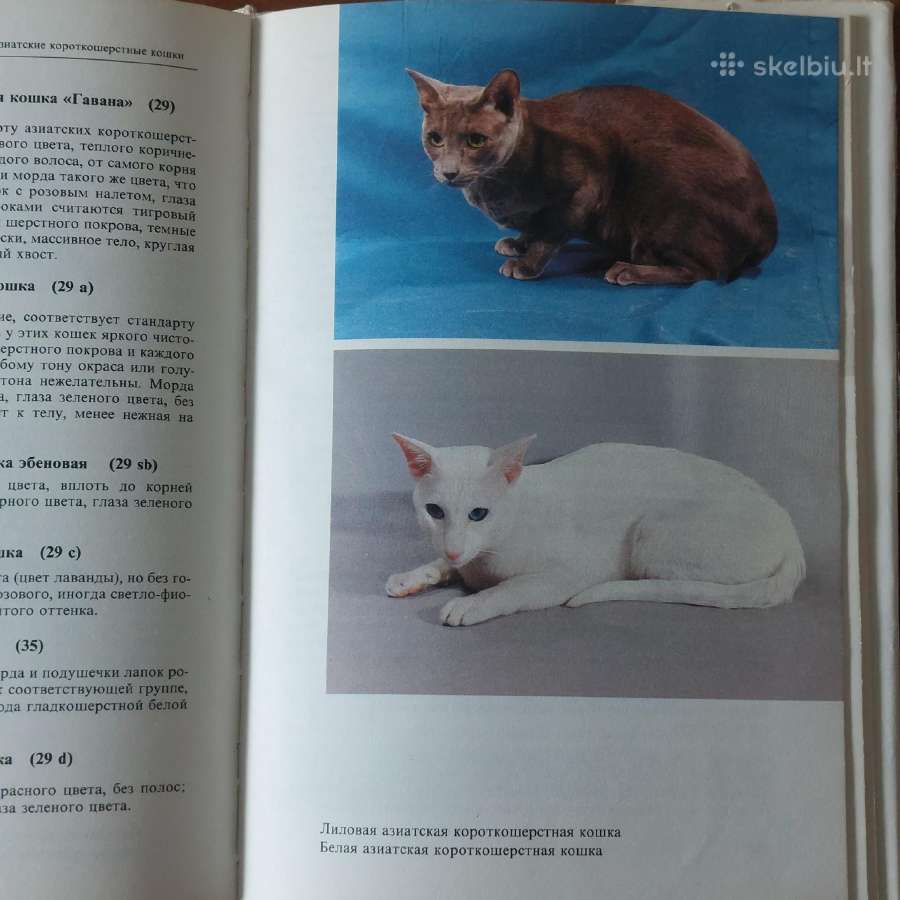 Žinynas apie katės / The Guide to cats - nuotraukos Nr. 35