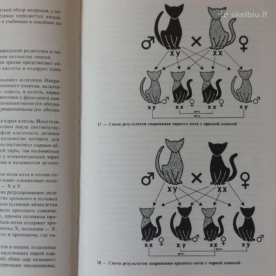 Žinynas apie katės / The Guide to cats - nuotraukos Nr. 36