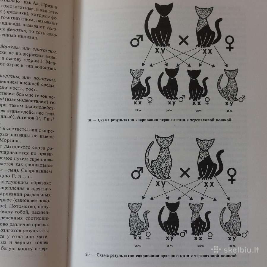 Žinynas apie katės / The Guide to cats - nuotraukos Nr. 37