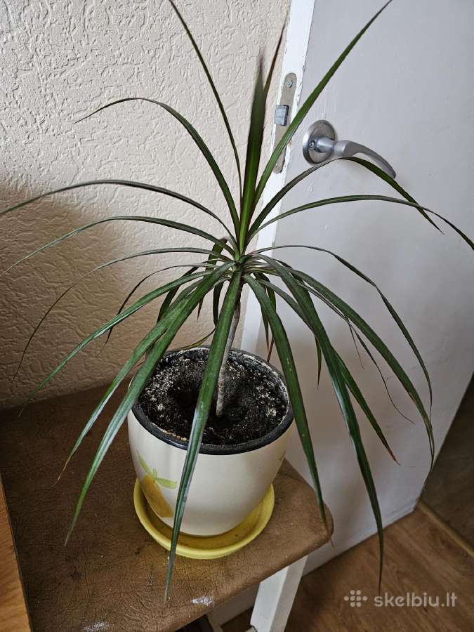 Gėlė Dracena
