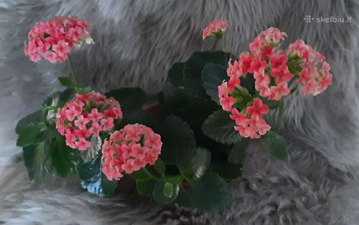 Žydinti kambarinė gėlė Kalankė