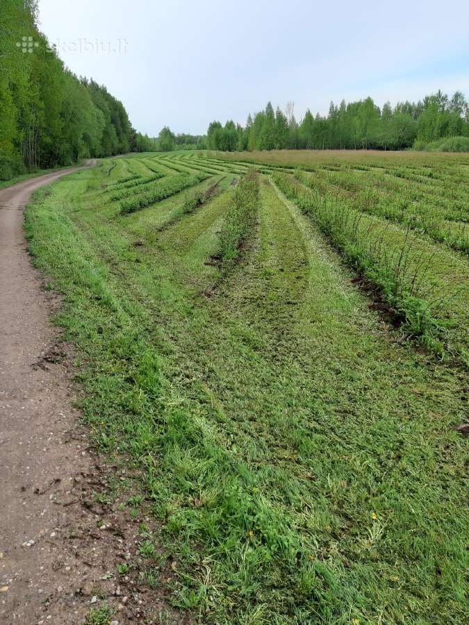 Aviečių daigai Polana - nuotraukos Nr. 4
