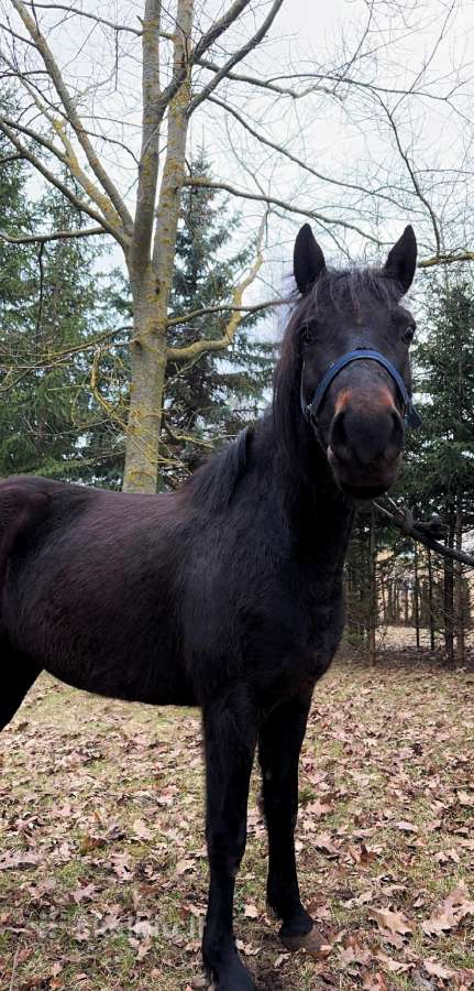 Parduodama grynaveislė žemaitukė