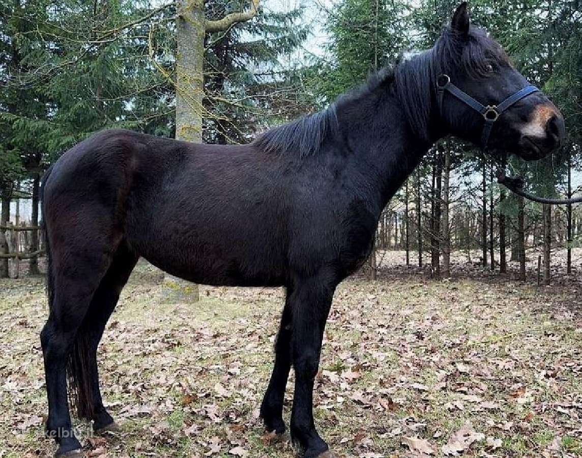 Parduodama grynaveislė žemaitukė - nuotraukos Nr. 2