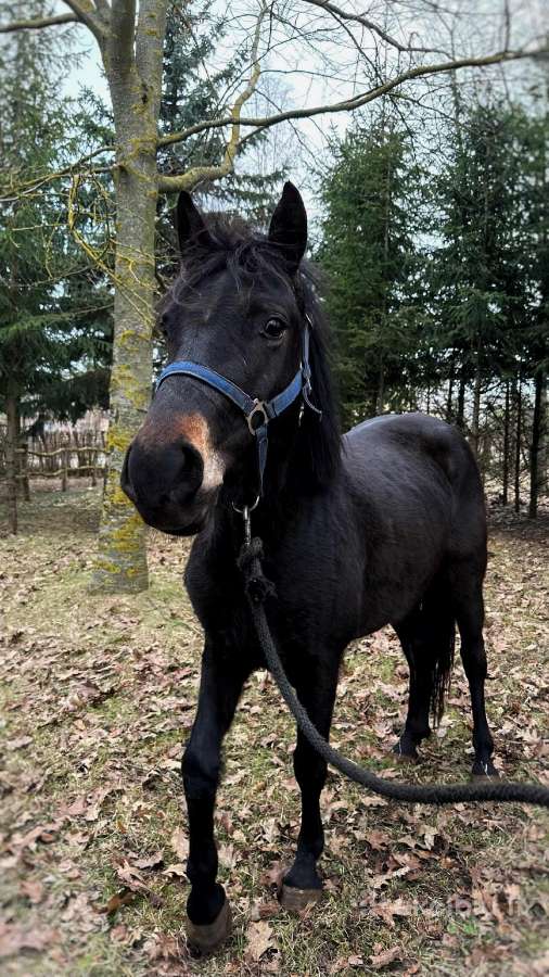 Parduodama grynaveislė žemaitukė - nuotraukos Nr. 3