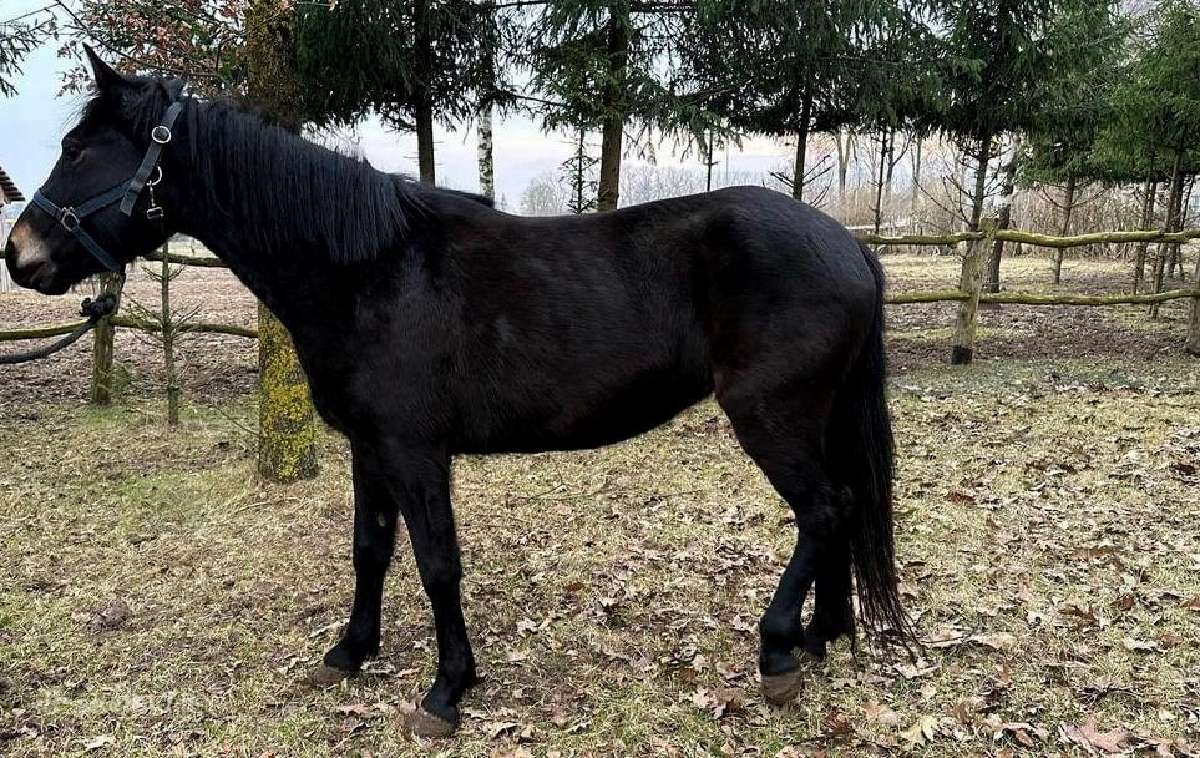 Parduodama grynaveislė žemaitukė - nuotraukos Nr. 4