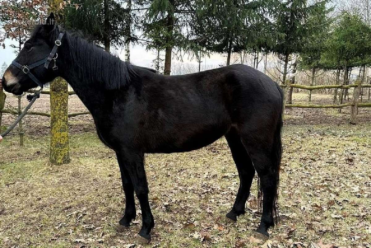 Parduodama grynaveislė žemaitukė - nuotraukos Nr. 5