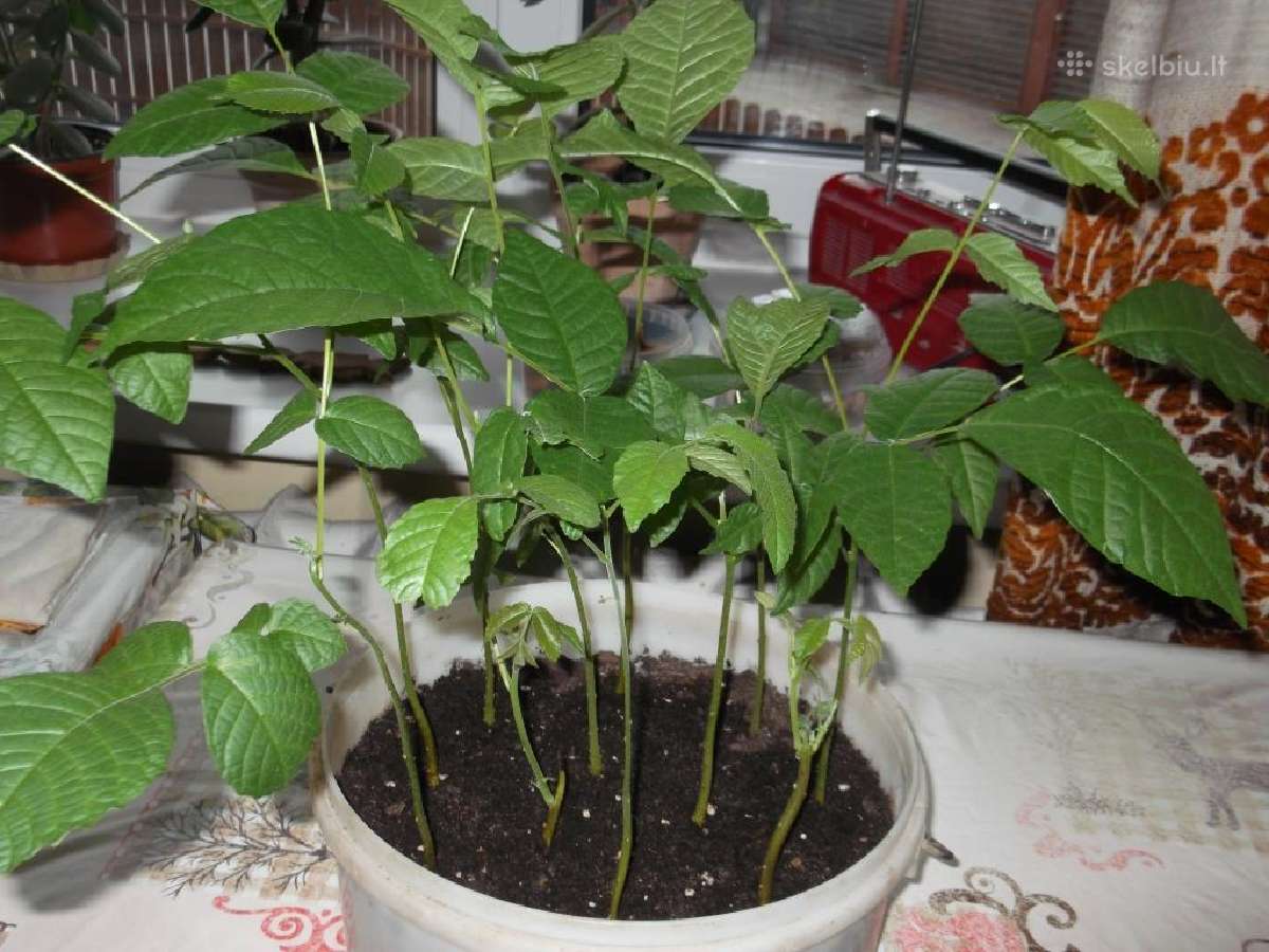 Gražus 3-4 m. riešutmedis - nuotraukos Nr. 7