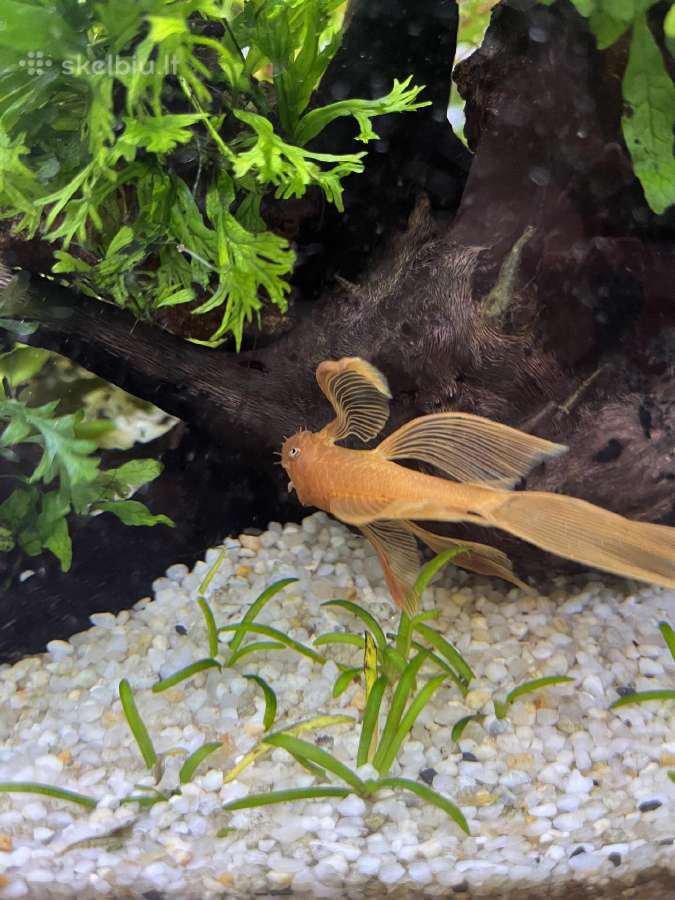 Gruntas