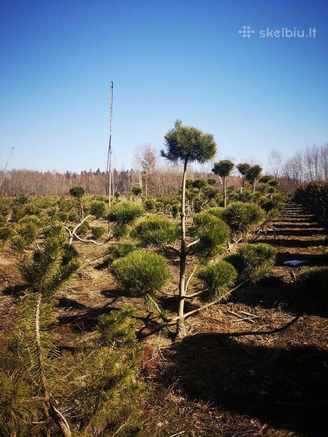 Pusys, karpytos Bonsai