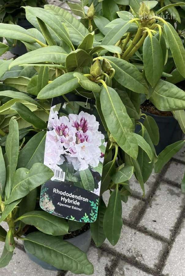 Hortenzijos, Pušys, Tujos,magnolijos, Kiti Augalai - nuotraukos Nr. 25