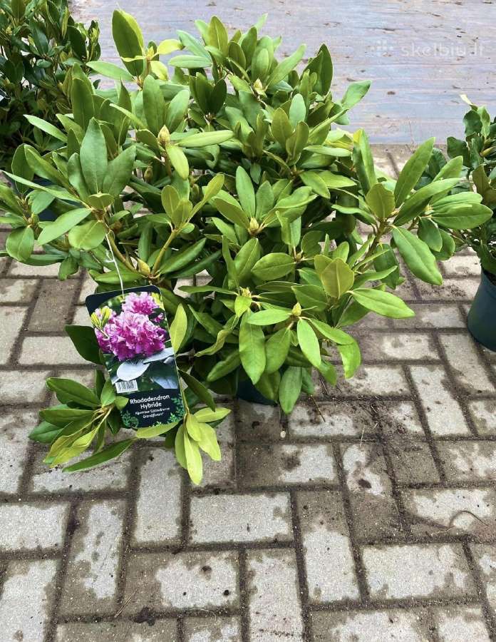 Hortenzijos, Pušys, Tujos,magnolijos, Kiti Augalai - nuotraukos Nr. 27