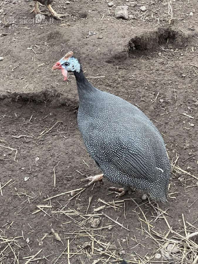 Parduodamos patarskos
